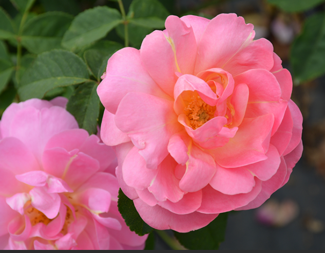 February 2026 Meeting