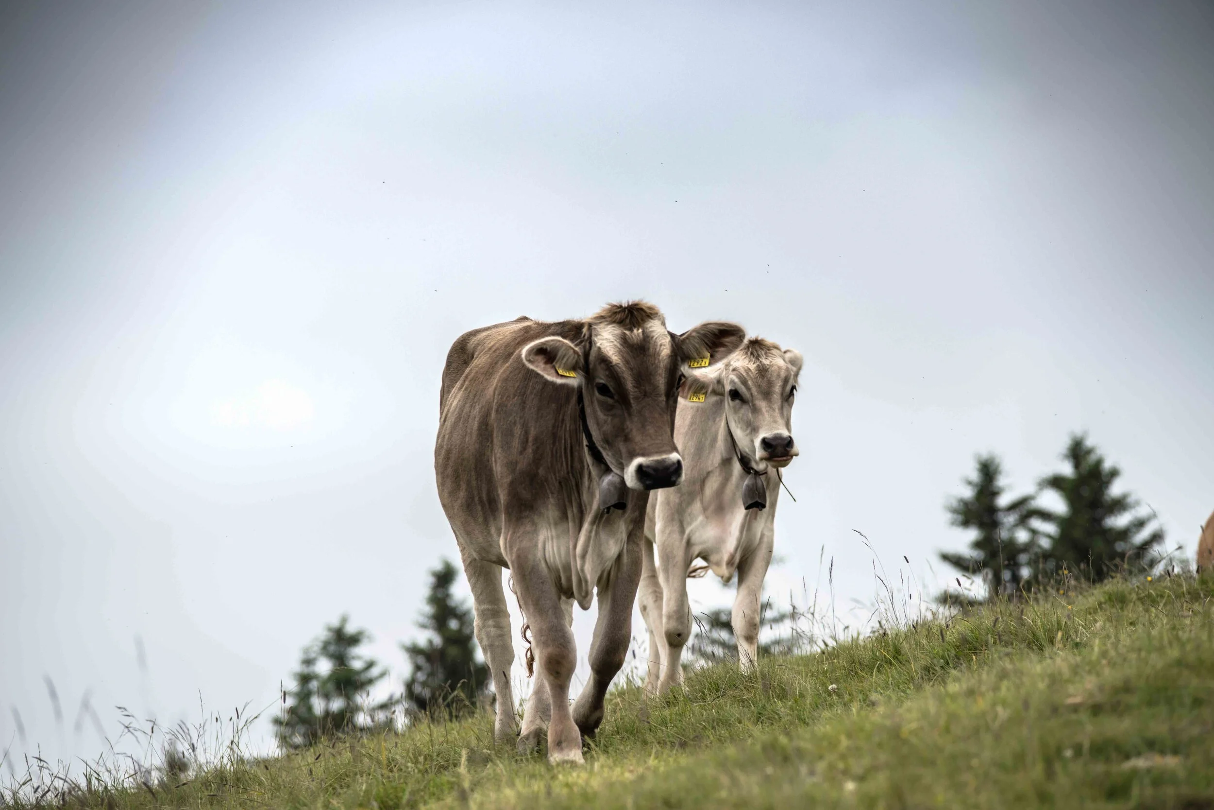 Rigi-32.jpg