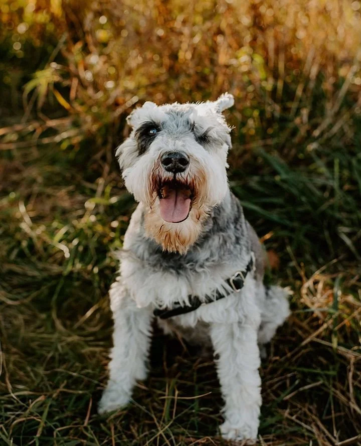 Including your pets in family photos always makes things more fun&hellip; and a little more unpredictable 😄