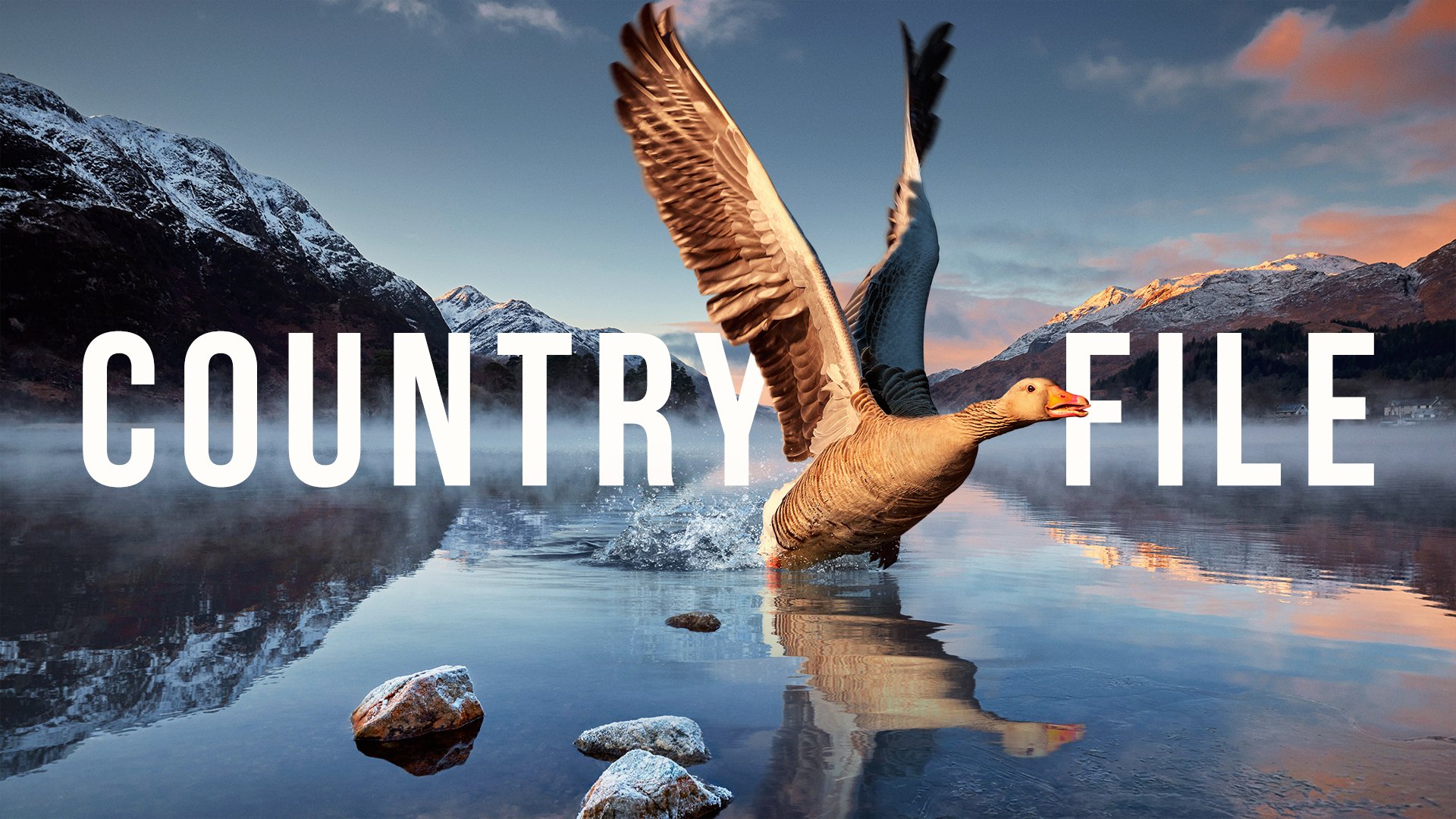 BBC-COUNTRYFILE-WINTER-GOOSE-LAYERED-F.jpg