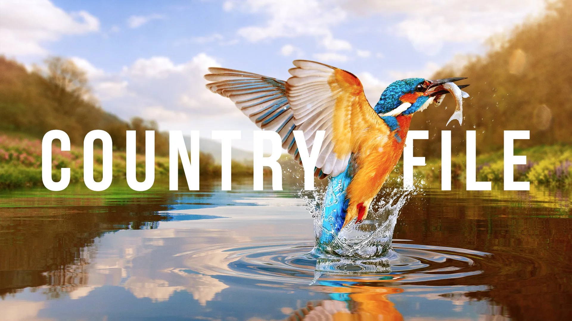 BBC-COUNTRYFILE-SUMMER-KINGFISHER-LAYERED-F.jpg