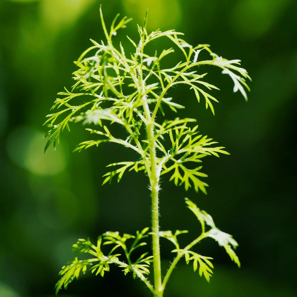 Davana Oil (8016-03-3)  Premium Natural Ingredient for Perfumery   Scentspiracy