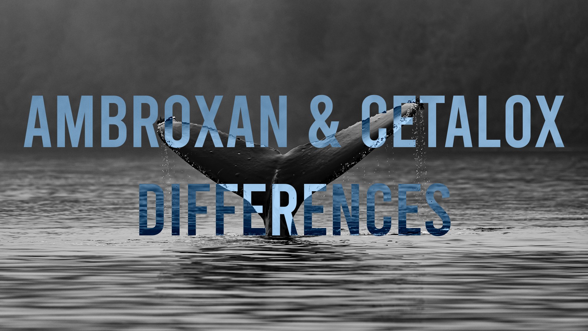 Ambroxan and Cetalox Differences - Blog — Scentspiracy