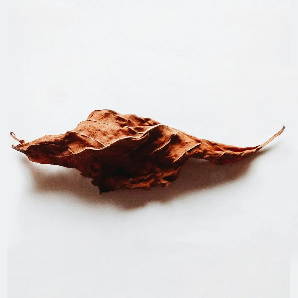 Tabanone: The Secret That Makes Tobacco Notes Irresistible