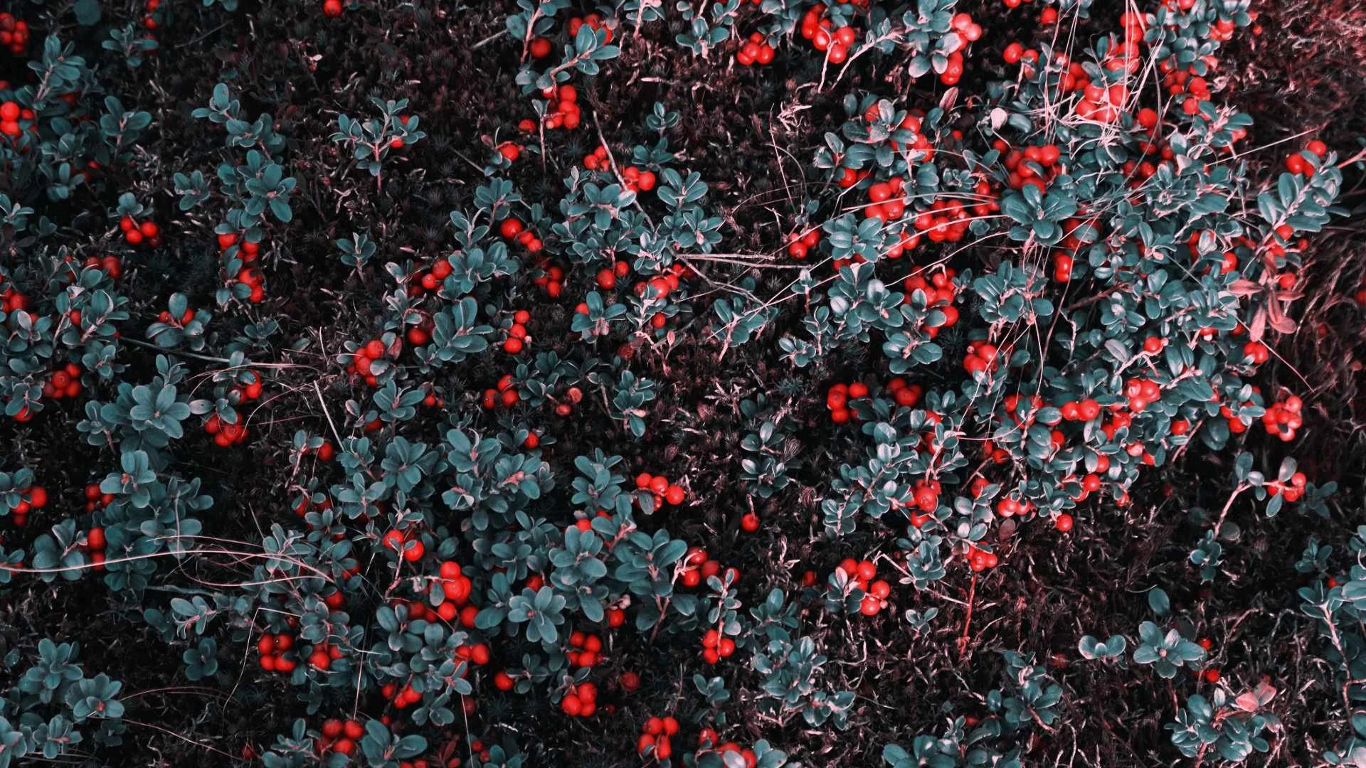 Red berries and glossy evergreen leaves on forest moss, opening image for a guide to the principal salicylates in perfumery