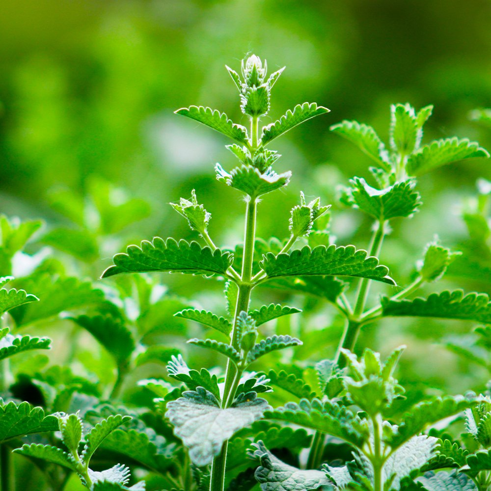 CLINOPODIUM NEPETA distillation process scentspiracy.jpg