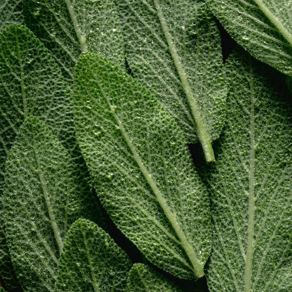 Salvia officinalis (CAS 8022-56-8 84776-73-8) – Premium Natural