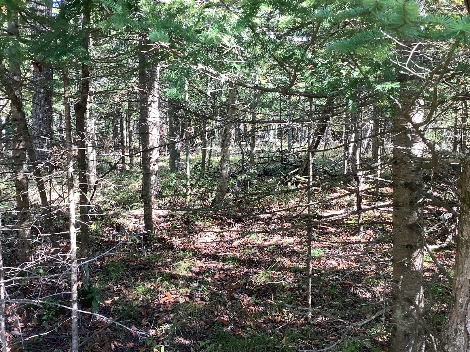 image1.jpeg