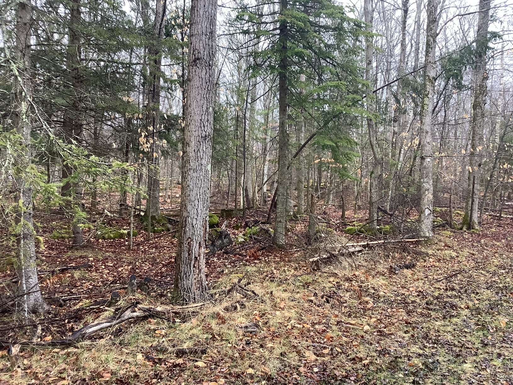 image1.jpeg
