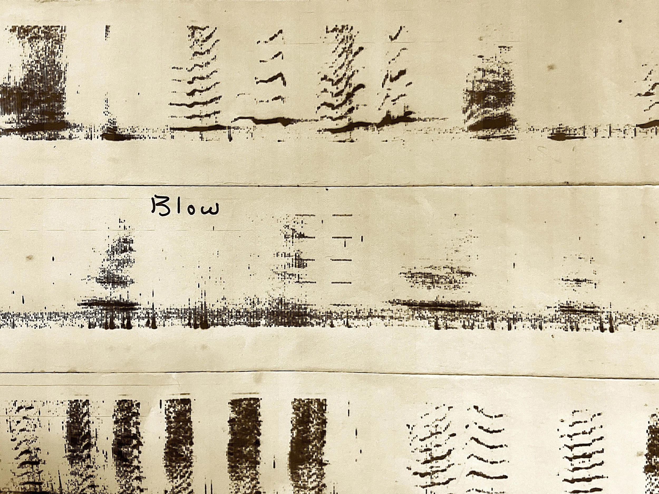 Once Upon A Whale Song