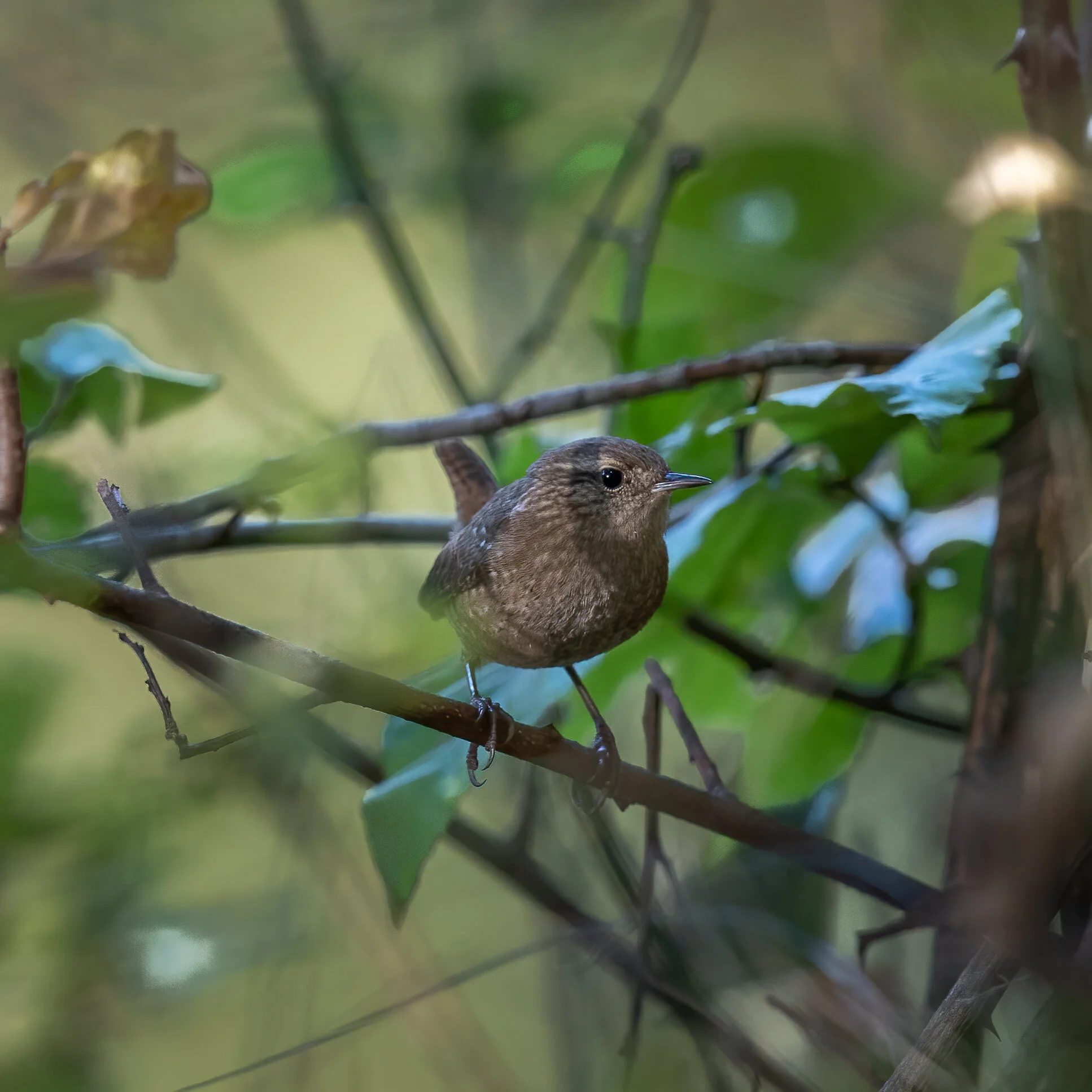 BV0I6005-Edit.jpg