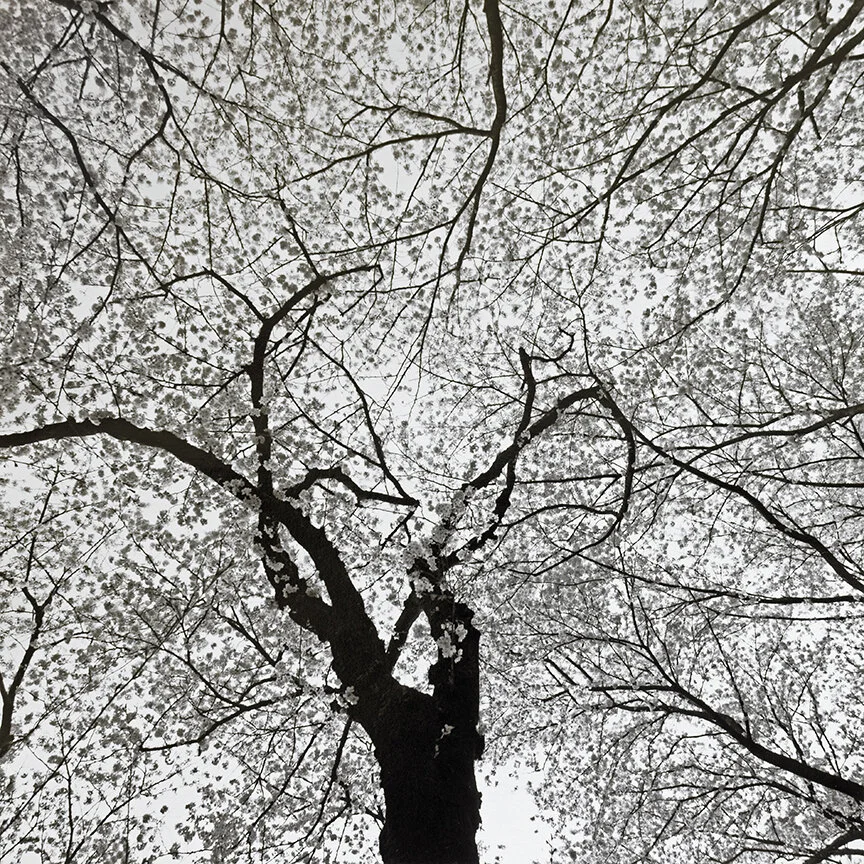 Hanami41694.jpg