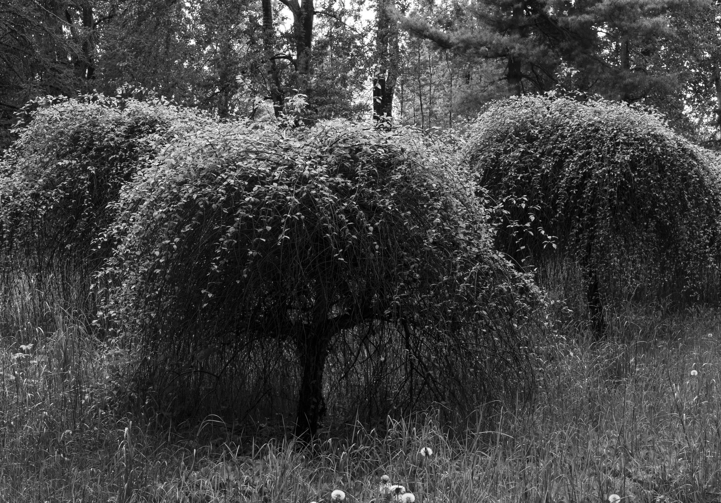 The weeping greeting grove trio