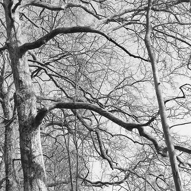 #photography  #ballade #canalhautmarne #alone #solo #confinement #walk #spring #printemps  #giants #skyline #freedom #platane  #platanus #tree # trees