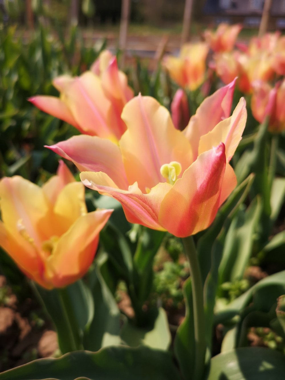 Tulips - british flowers.jpg