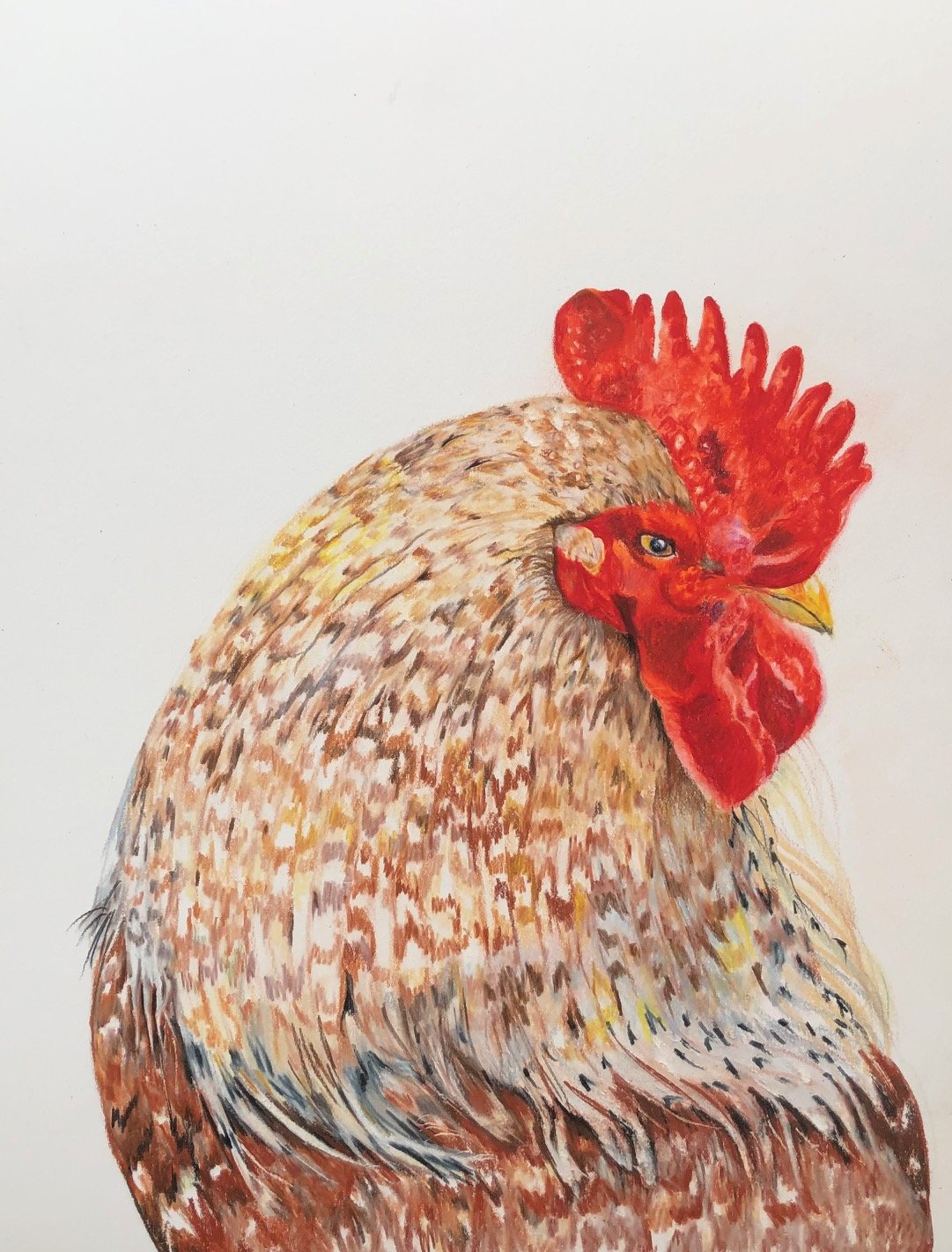 Rooster