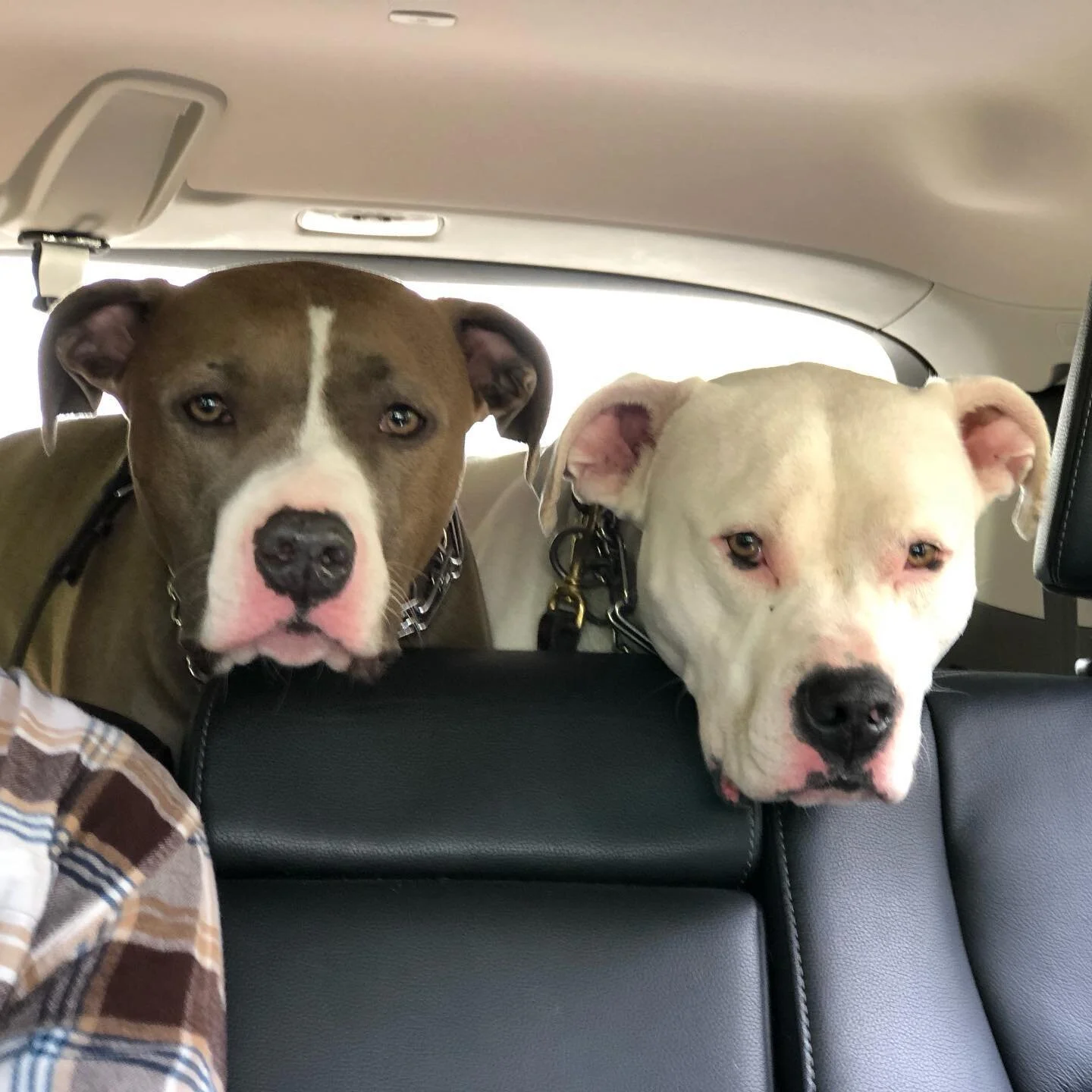 I’m glad I got to take a hike with mom, Noah, and these hooligans when the weather was nice. They instill such confidence, as you can clearly see.