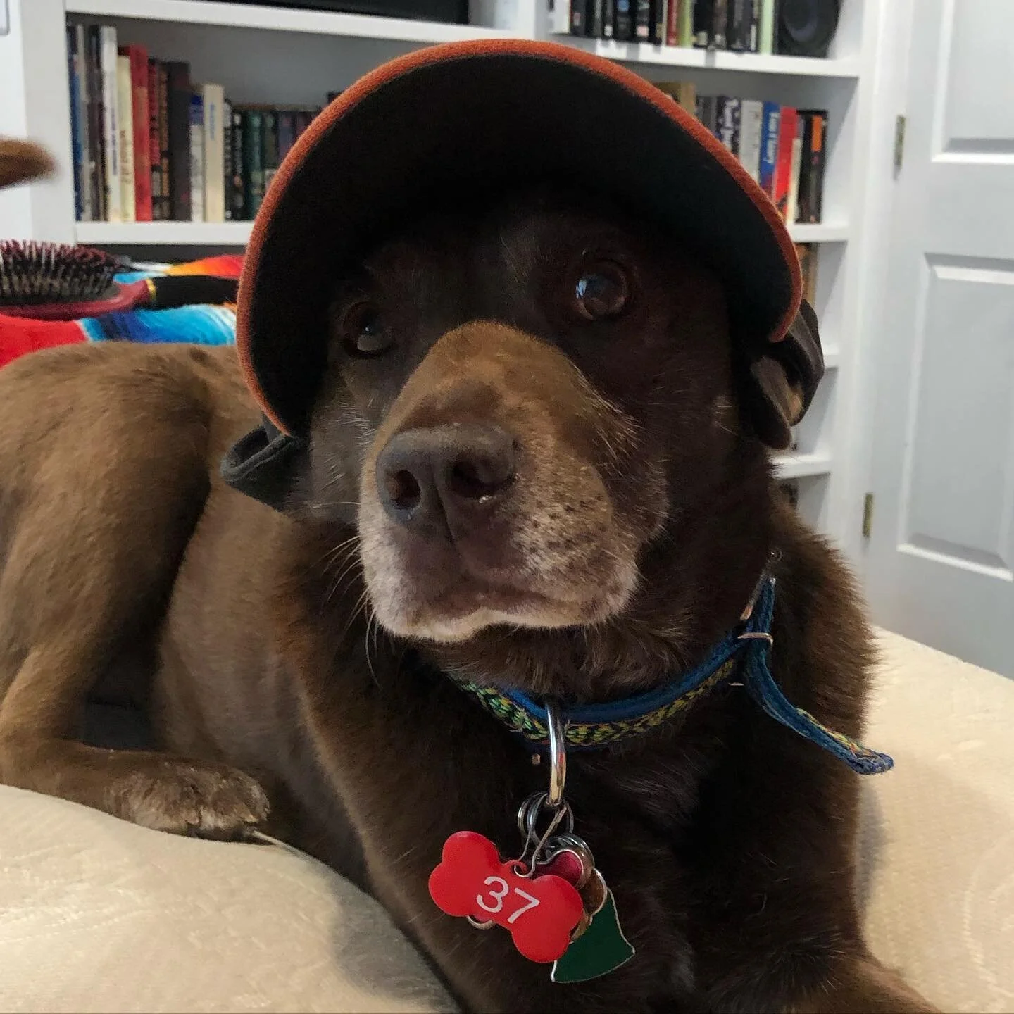We all miss baseball, especially Alex. So Dash gets to wear the O’s hat.