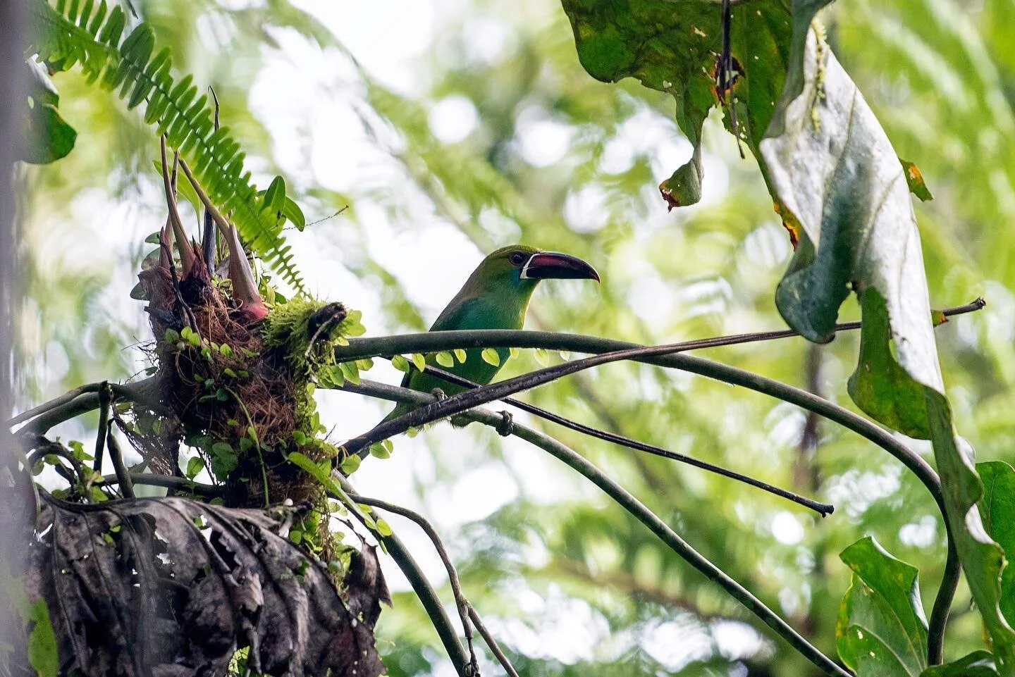 I don’t know if I’ll be picking up birdwatching anytime soon, but seeing toucans *outside of the Rainforest Cafe* was pretty cool. The hummingbirds were all over the place as well!
