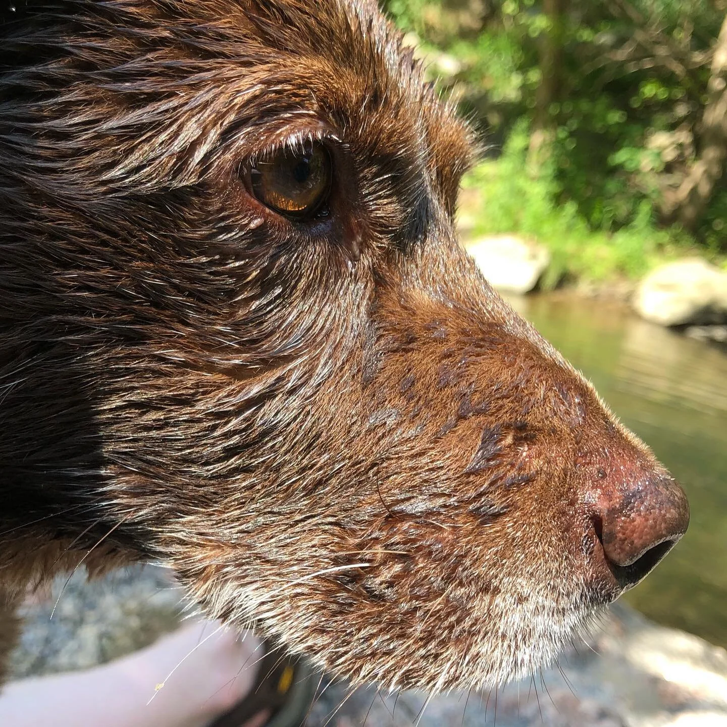 Throwback to the most recent time I tried to force my fur baby to be a river dog. As you can see, he loved it! 😉