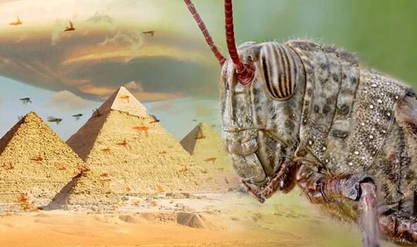 The plagues continue