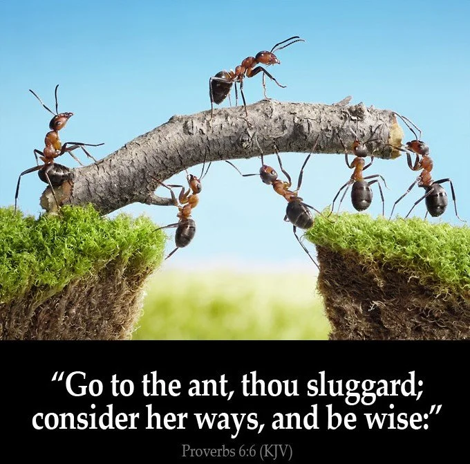Go to the ant