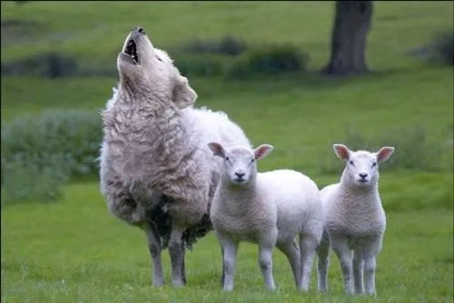 Beware of false shepherds