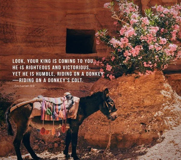 The King arrives on a donkey