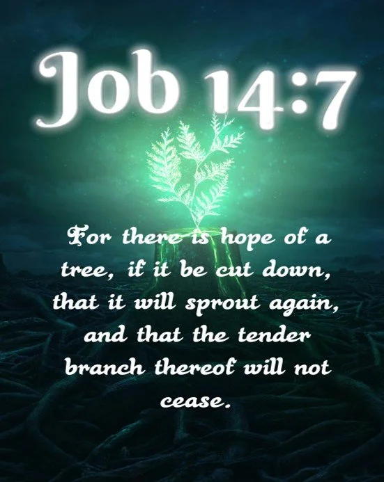 Job acknowledges death comes to all. Eliphaz says Job does not fear the Lord