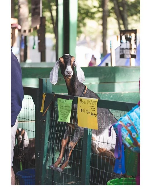 About a month ago I went to my first 4H event. My cousin's kid was showing her goats at the fair .
Not knowing what it was all about it was fascinating to see how it works. It's not just about showing off the goats. There are questions about the anat