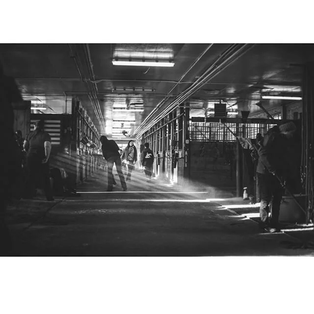 I went to UCONN with a friend this weekend. She brought me to a western equestrian competition. And of course, I brought my camera. How can you not play with the shadows and light. .
.
.
#uconnequestrian #western #horse