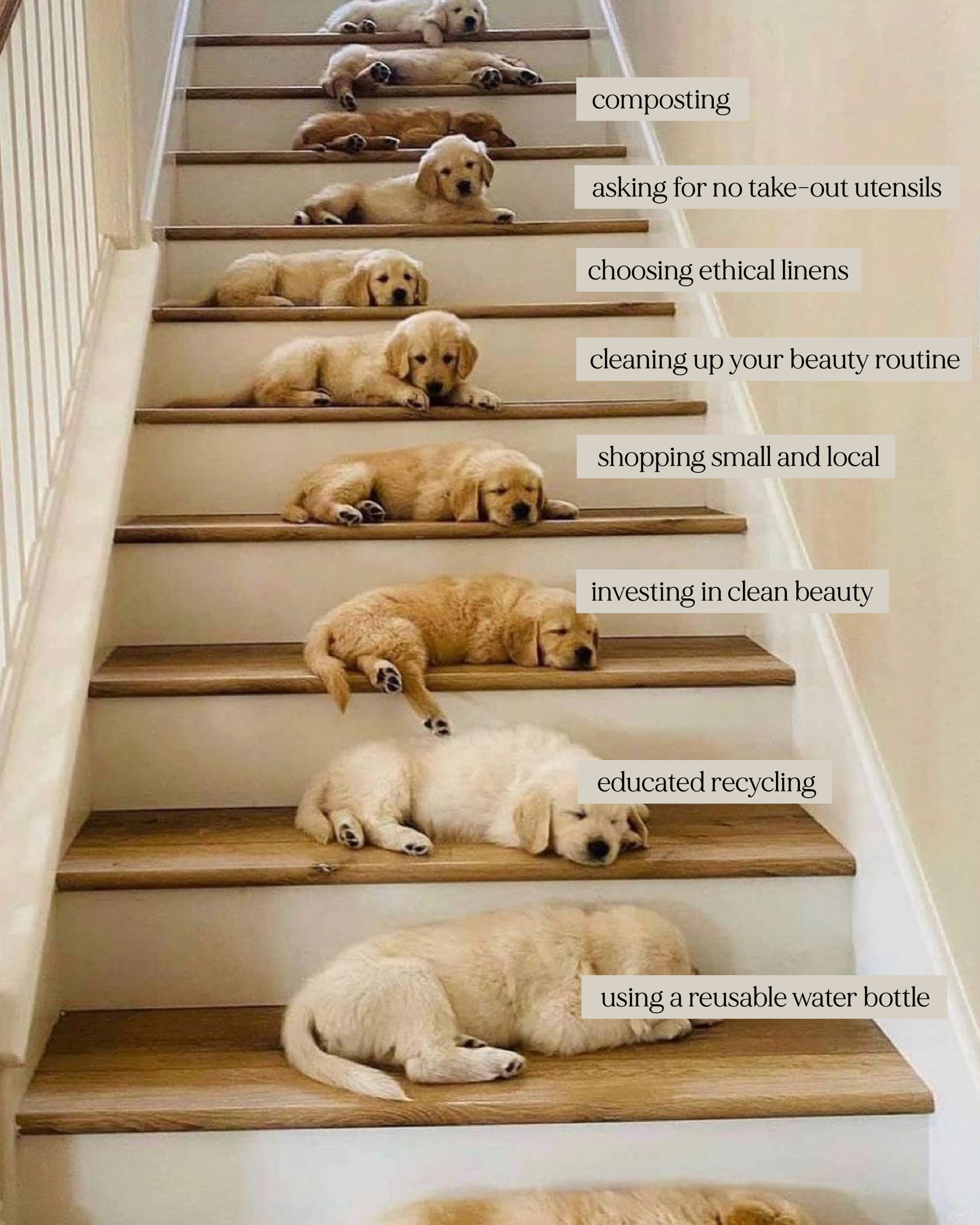 DecemberGraphics_Dogs on Steps.png