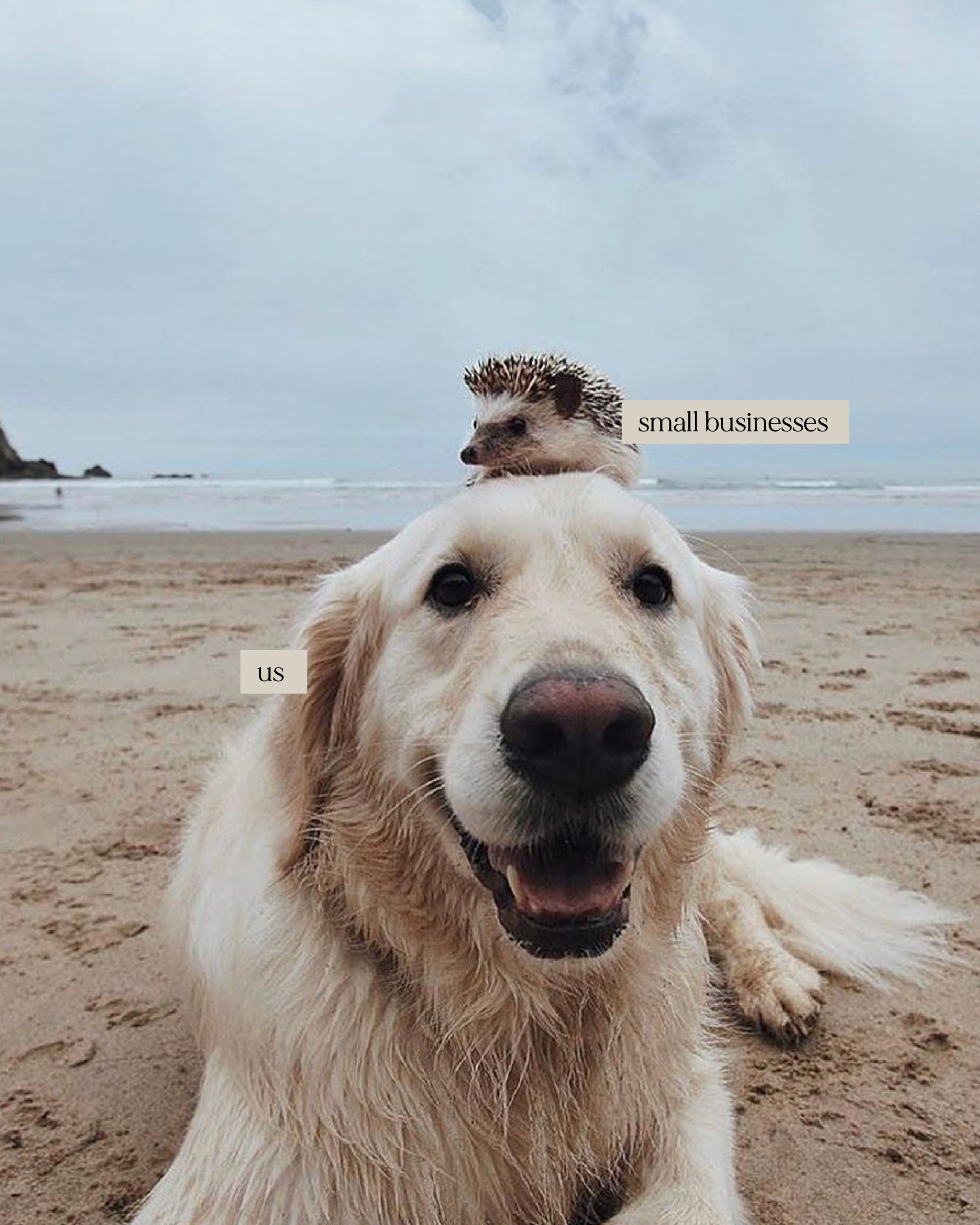 DecemberGraphics_Shop Small Dog.png