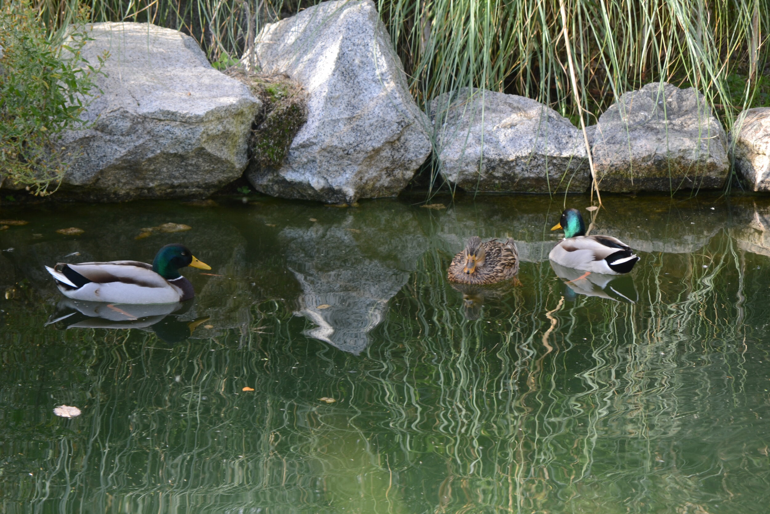 Two mallard ducks swimming in a pond with rocks and grass along the edge.