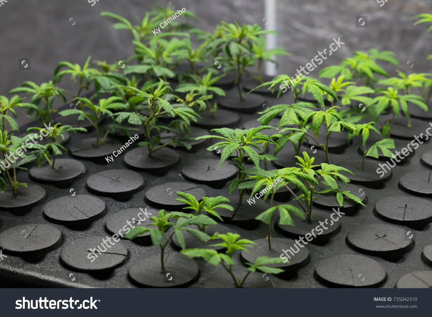 200-400 PPFD     for seedling and cloning stage