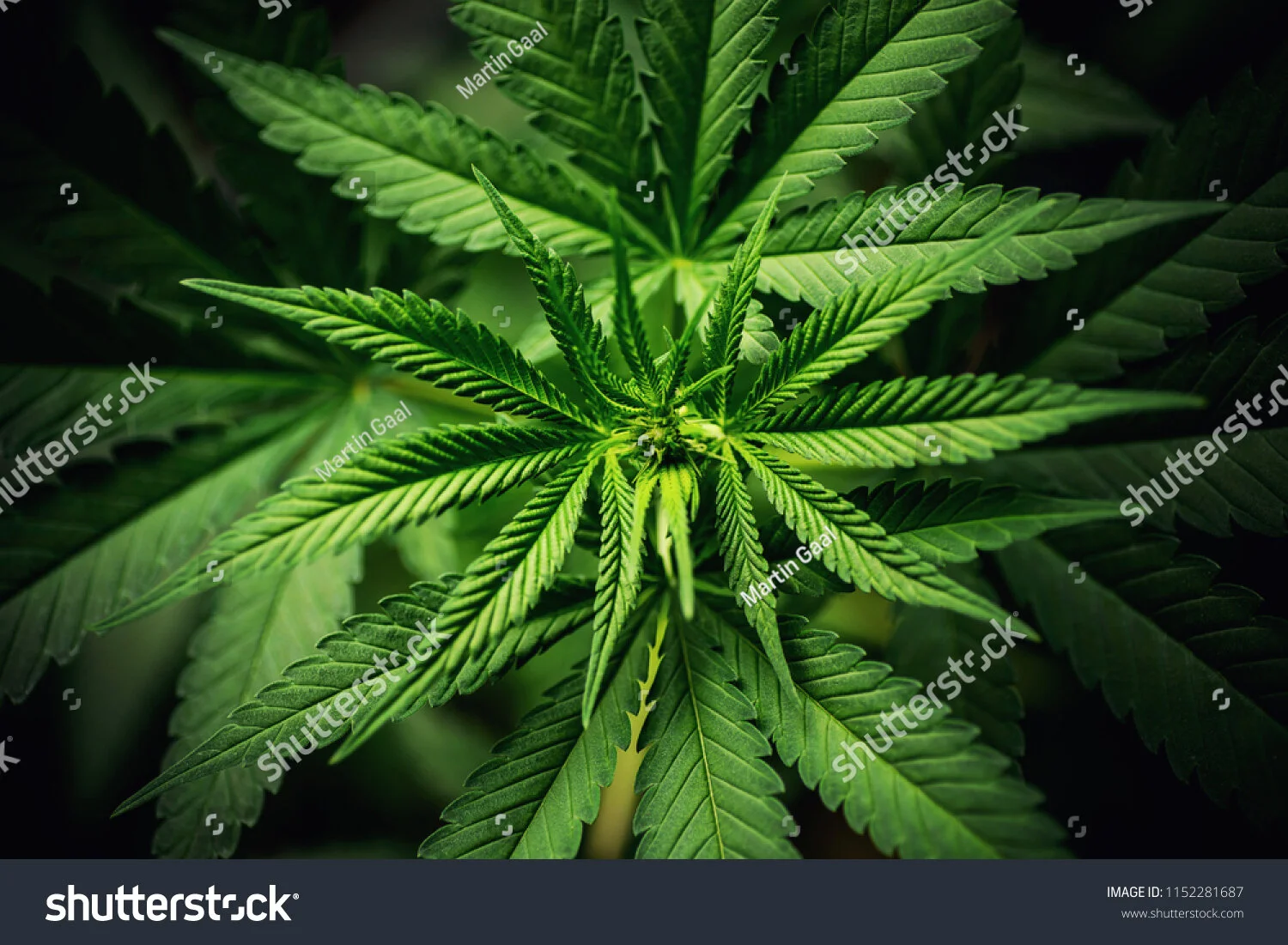 400-600 PPFDfor plants in the vegetative stage