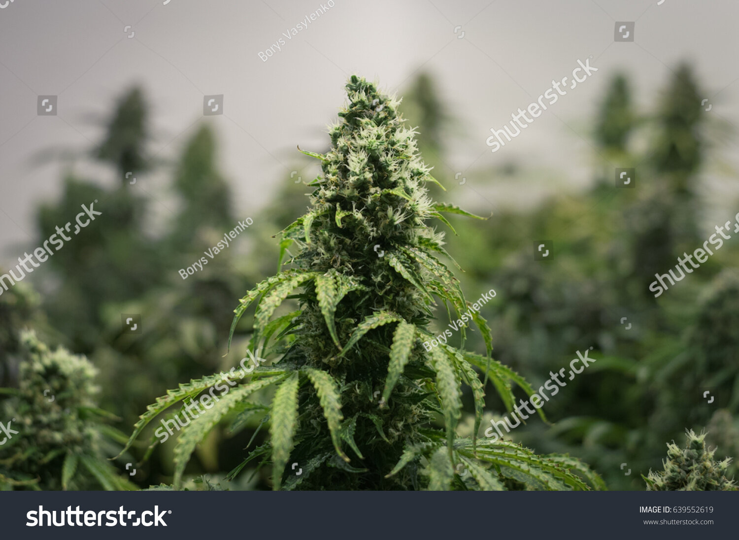 600-900 PPFDfor plants in the flowering stage. Note: Using LED lighting with a PPFD > 1000 can produce albino buds