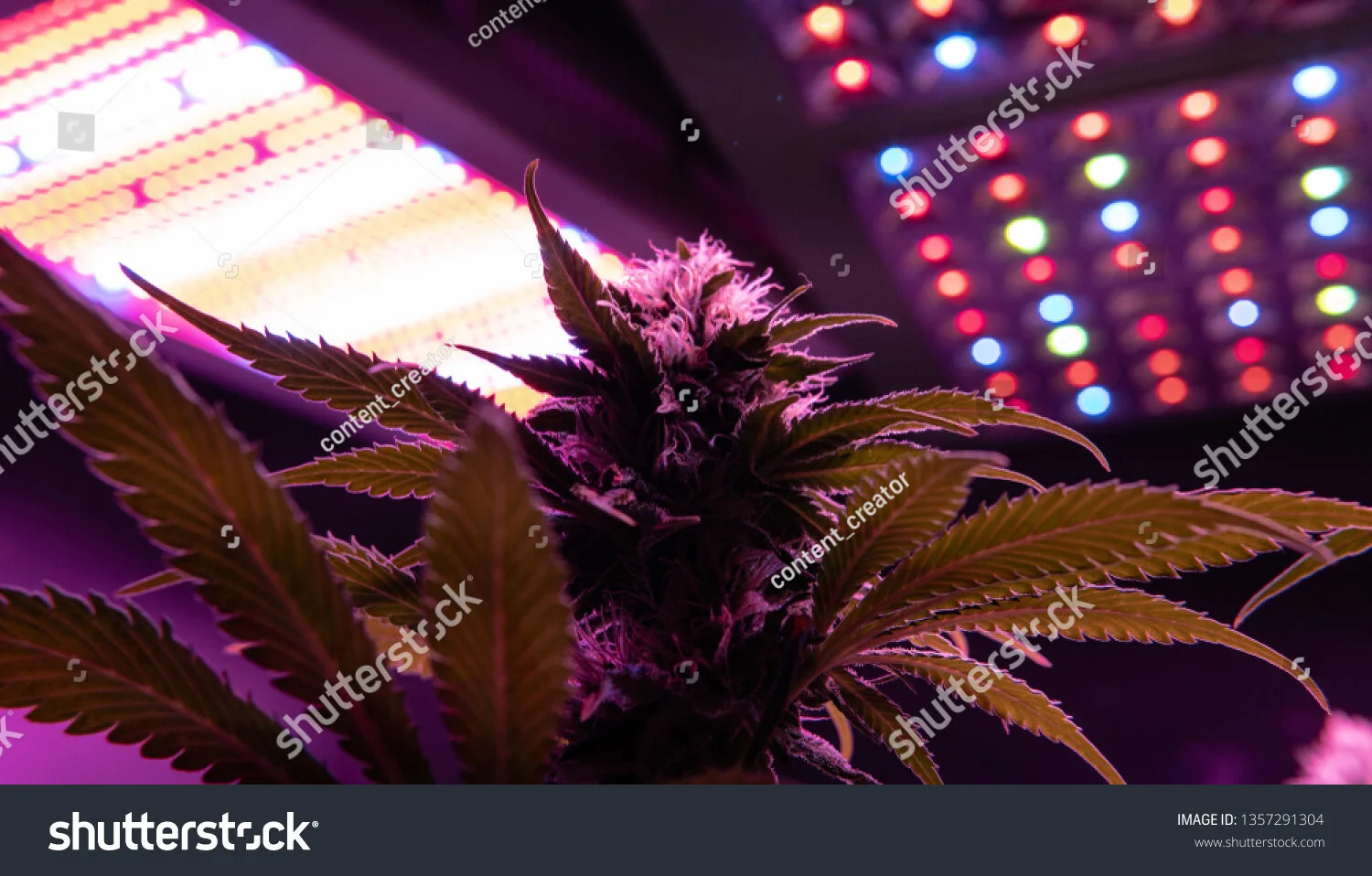 stock-photo-professional-light-for-growing-best-led-grow-lights-for-cannabis-1357291304.jpg