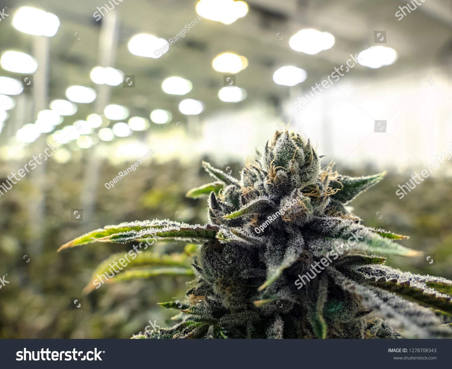 stock-photo-commercial-weed-bud-grown-on-plant-under-warehouse-lights-1278708343.jpg
