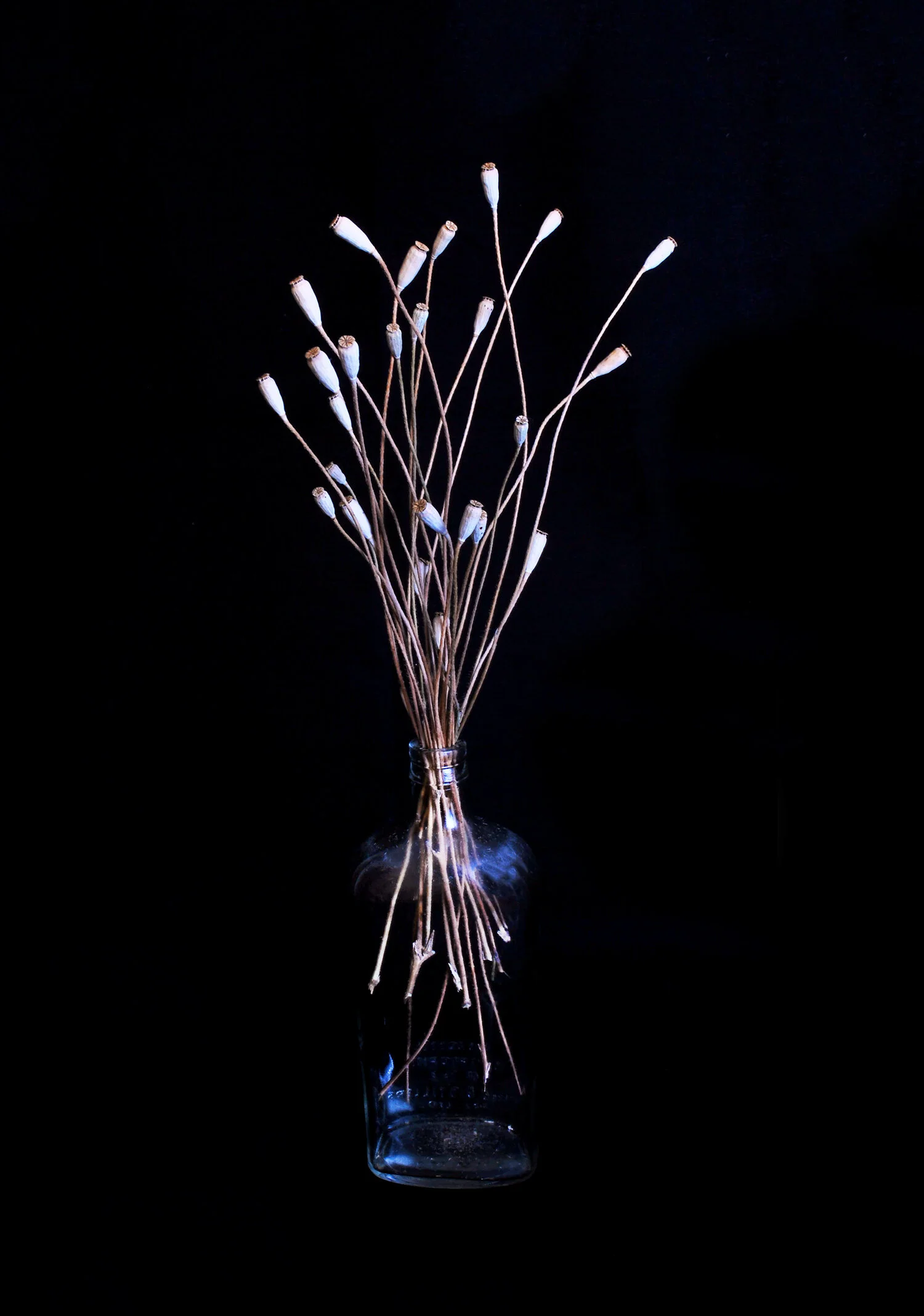 Dead Flowers 1
