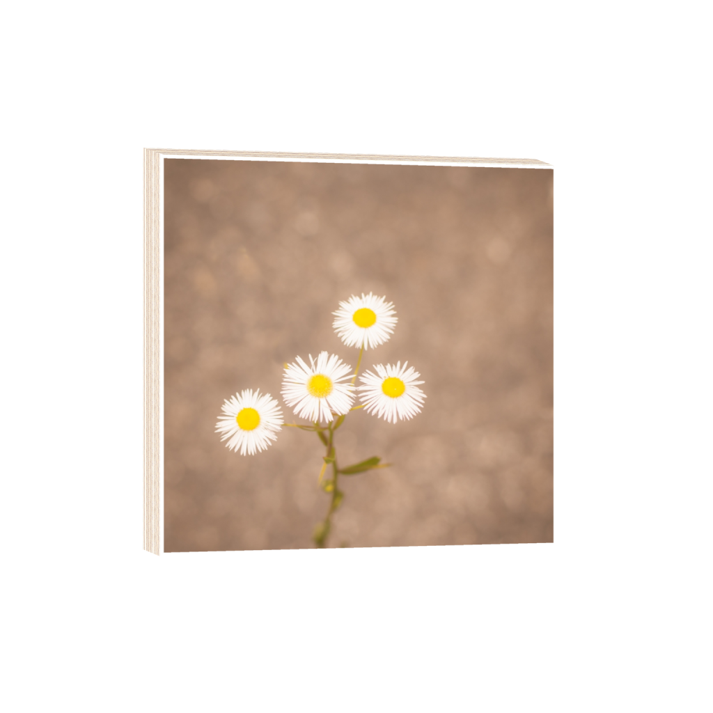 ptq_29_0_0_442_3009_3009_0_true_ffffff_2_2_.png