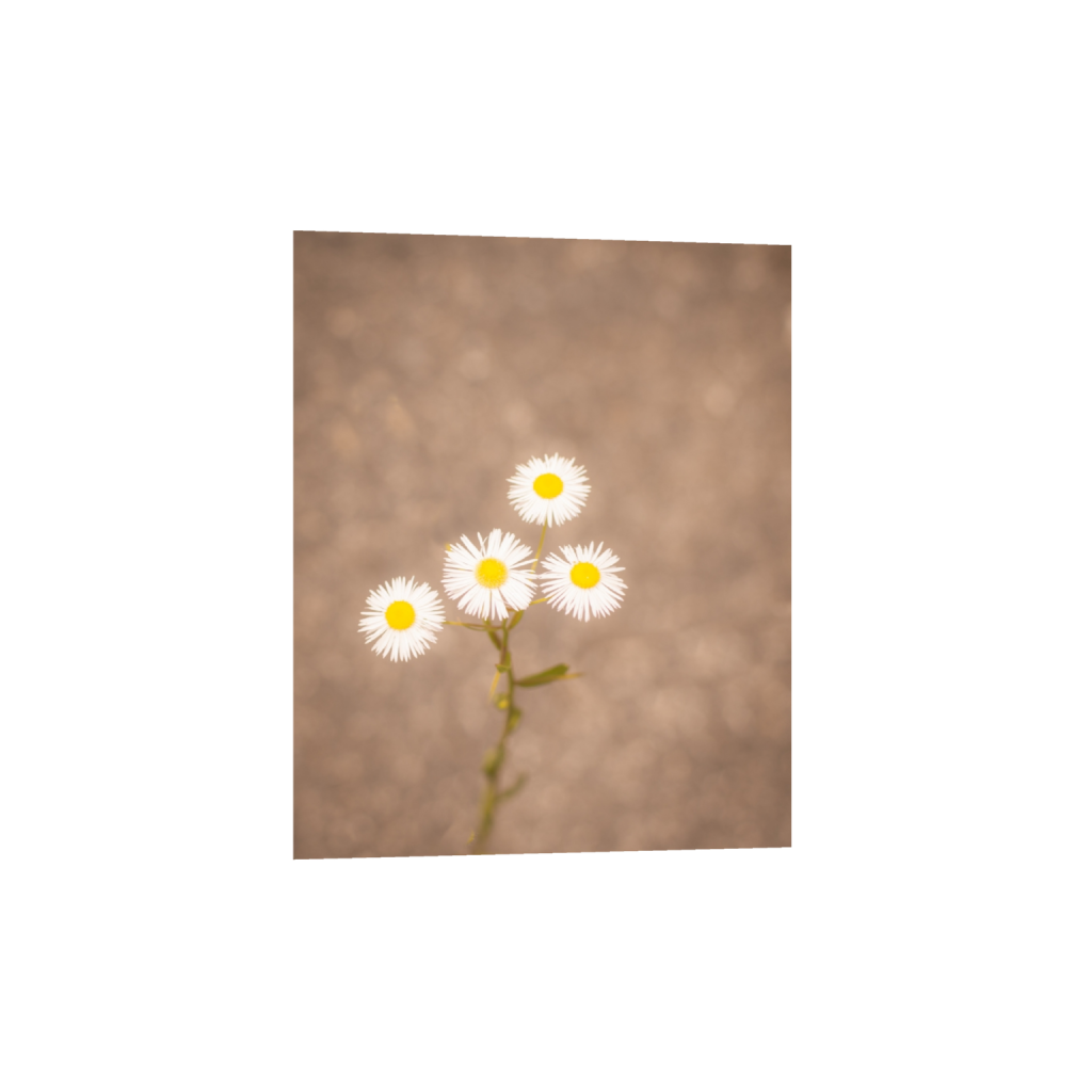 ptq_1_6_0_133_3009_3761_0_true_ffffff_2_2_.png