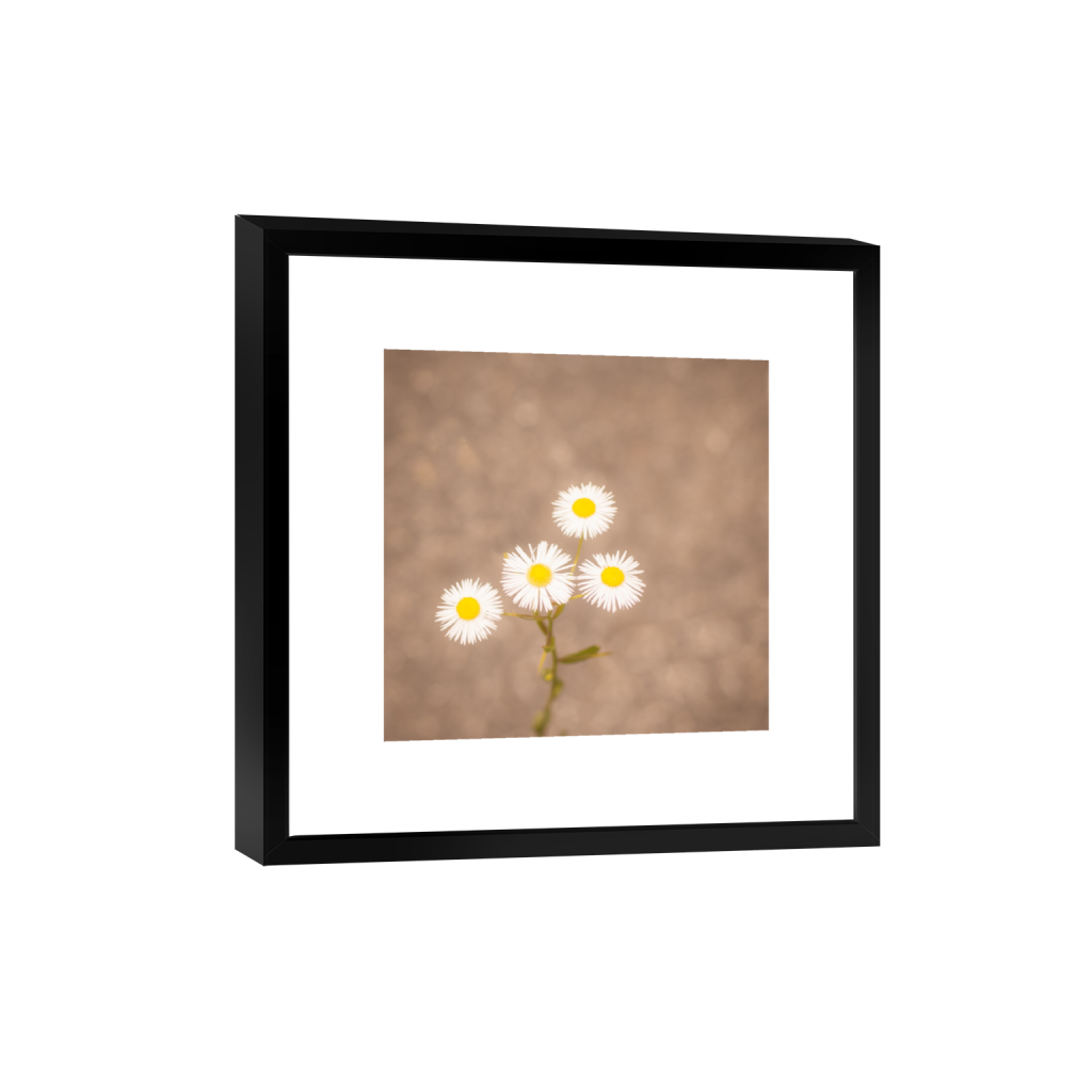 ptq_45_0_0_442_3009_3009_0_true_ffffff_2_2_.png