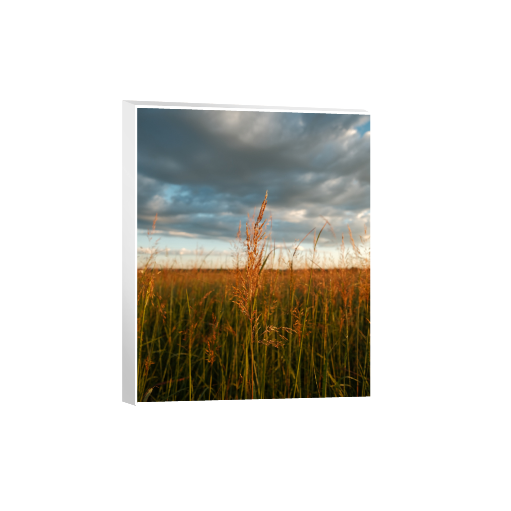 ptq_7_6_0_520_4160_5200_0_true_ffffff_2_2_.png
