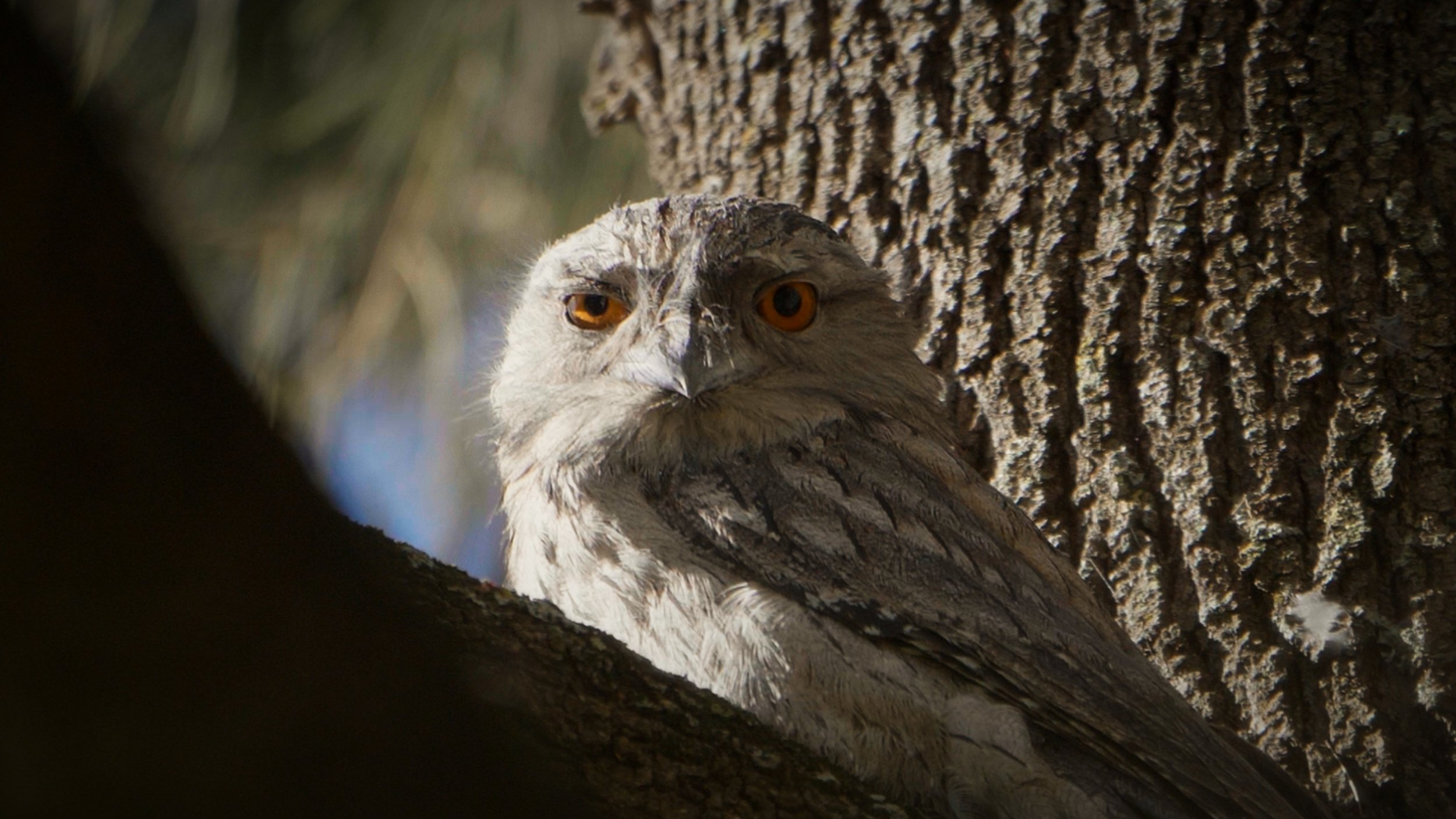 Tawny Frogmouth.jpg