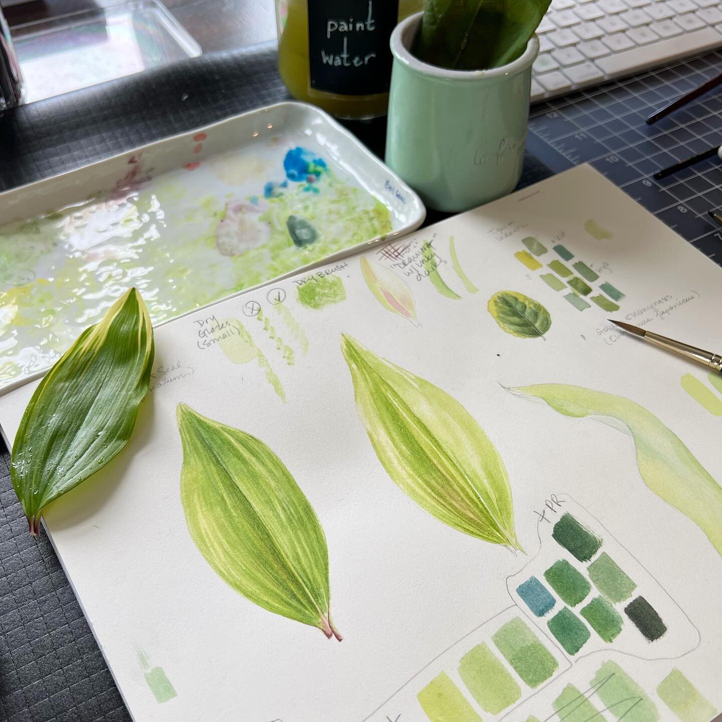 Wrapped up zoom-teaching my Spring Greens color class for @wellesleybotanicalart today &mdash; lots of green aftermath on the desk! We dove deep into mixing greens and color theory, and also talked about the glowy translucency of leaves (which makes 