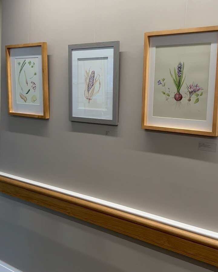 I had the pleasure this week of installing an exhibit of the most artwork I&rsquo;ve ever had on a wall at one time! My wonderful friend and mentor @sarahroche and I have a large show of botanical artwork up at the Scituate Senior Center now through 