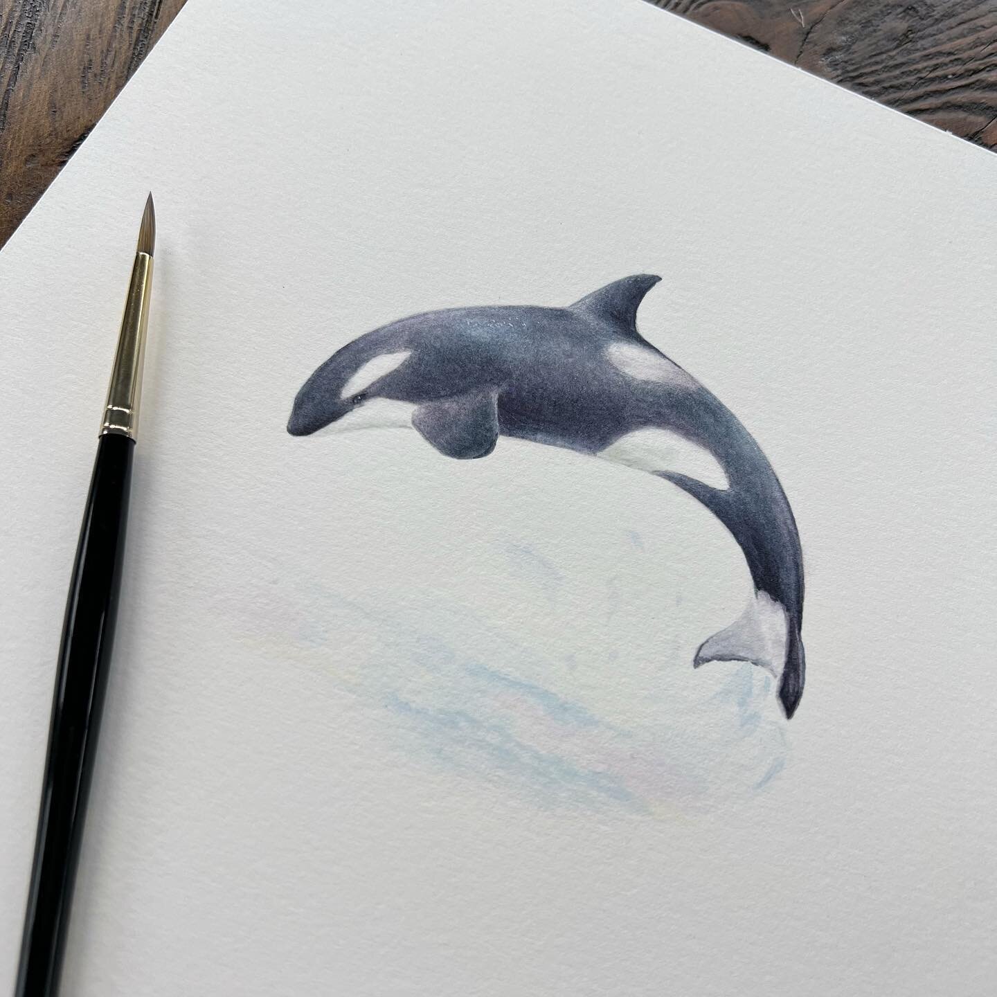 Another &lsquo;Jaws-inspired&rsquo; piece that will be at this week&rsquo;s art show at @kjeldmahoney_afterglowfineart 🦈 Swipe for more views of this wee orca &mdash; do you know what the Jaws connection is?
.
&lsquo;Splish Splash&rsquo; (Orca)
Wate