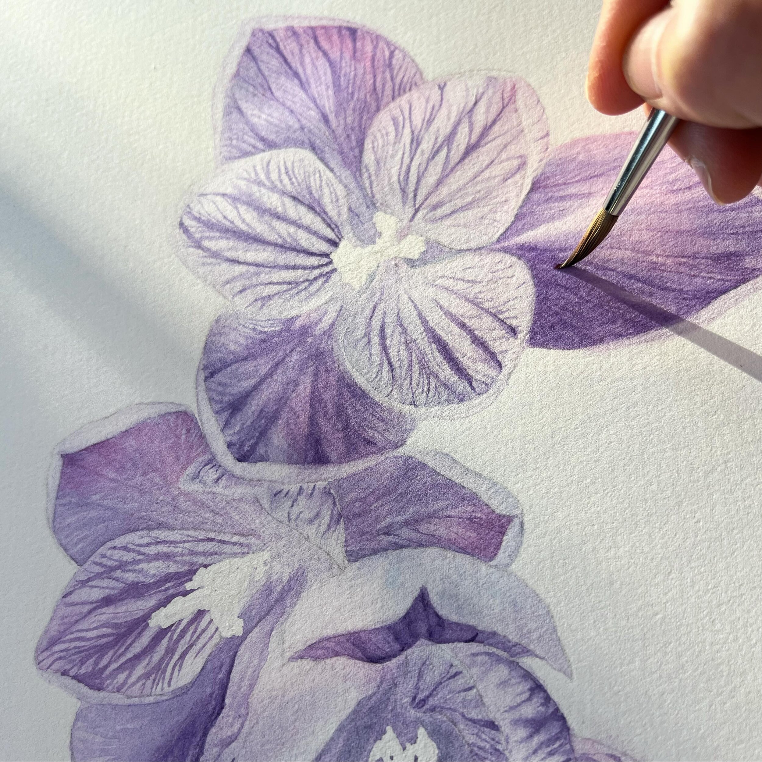 Work-in-progress &mdash; thinking springy thoughts, painting springy things, sun shining in 🌸 🌷 🌞 
.
.
.
#watercolor #botanicalart #botanicalwatercolor #botanicalartist #botanicalillustration #watercolorprocess #watercolorinprogress