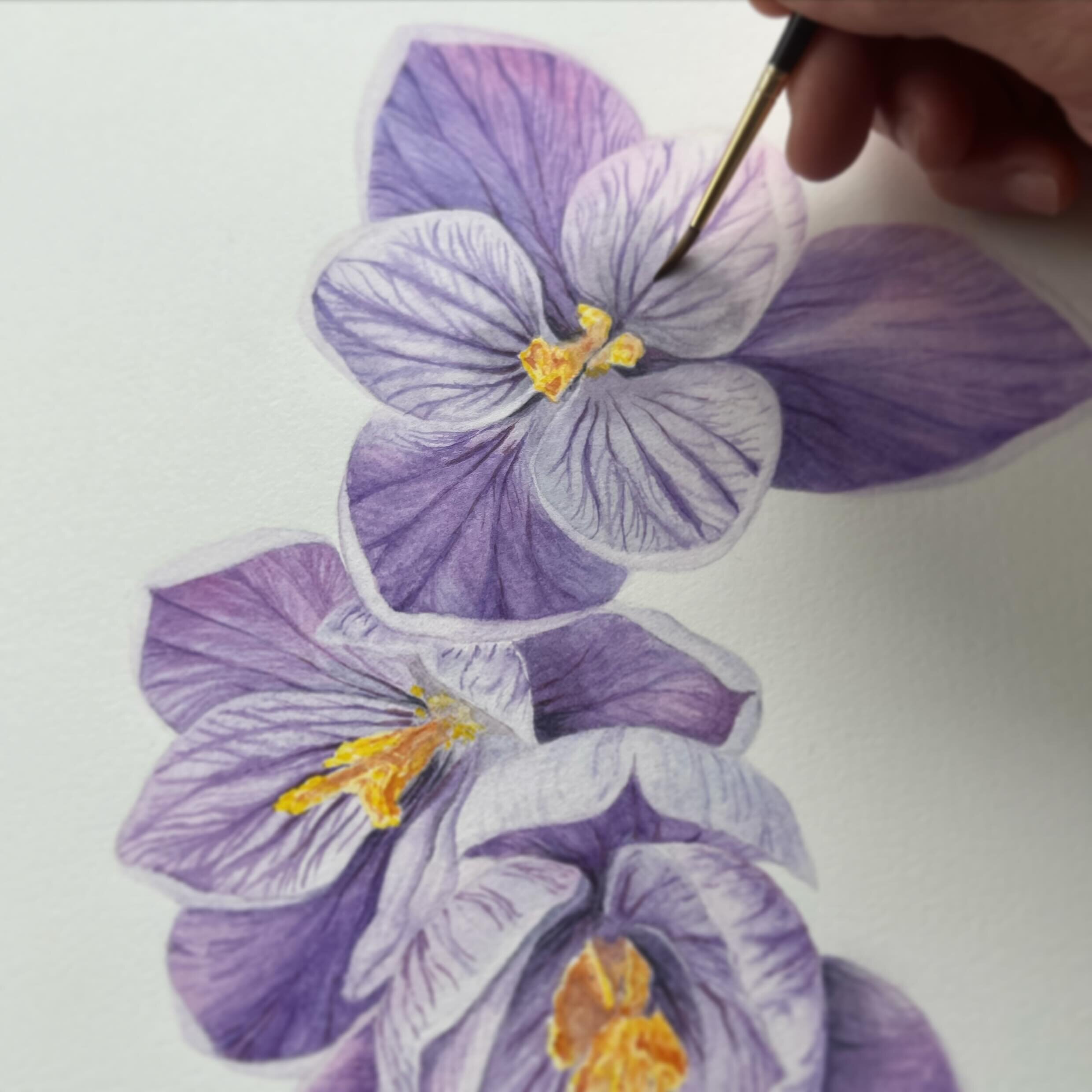 Crocus progress &mdash; working on finishing touches, my favorite part ☺️ 🎨 🖌️ 🌸
.
.
.
#watercolorpainting #watercolorprocess #botanicalart #botanicalartonline #botanicalartist #crocus #botanicalwatercolor #watercolorflowers #watercolorillustratio